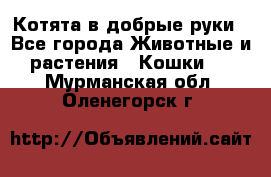 Котята в добрые руки - Все города Животные и растения » Кошки   . Мурманская обл.,Оленегорск г.